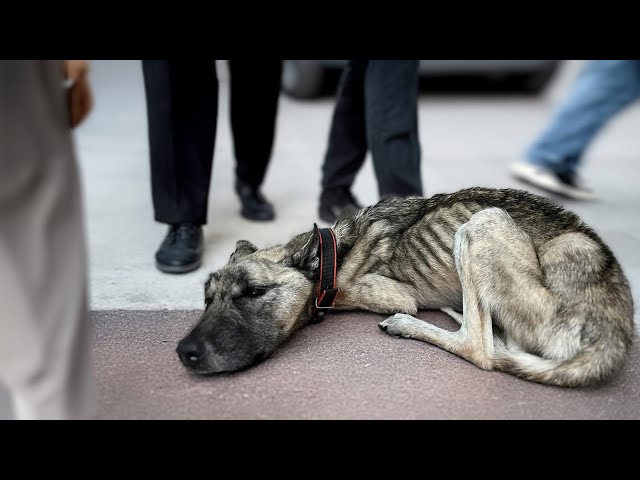 Malnourished dog begs passersby to save him, he ate trash to survive for days