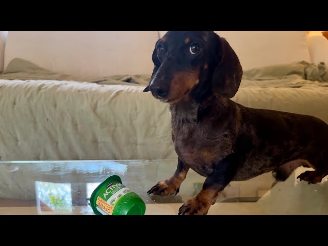 MINI DACHSHUND PRETENDS IT NEVER HAPPENED