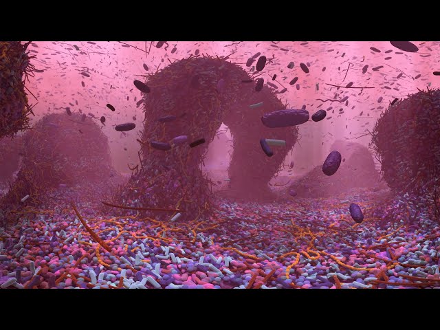 Dental Biofilm, Dysbiosis & Disease - A Virtual Reality Animation Experience