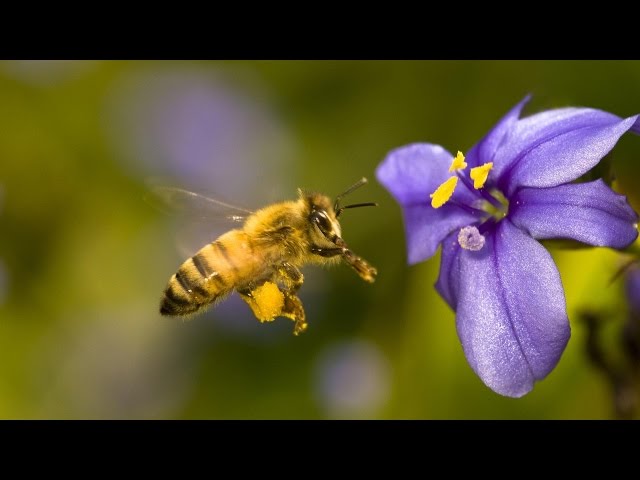 A bee collects some nectar