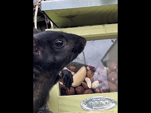 Teaching Baby Squirrel to use the feeder box , cute rescued baby Roo learning independence