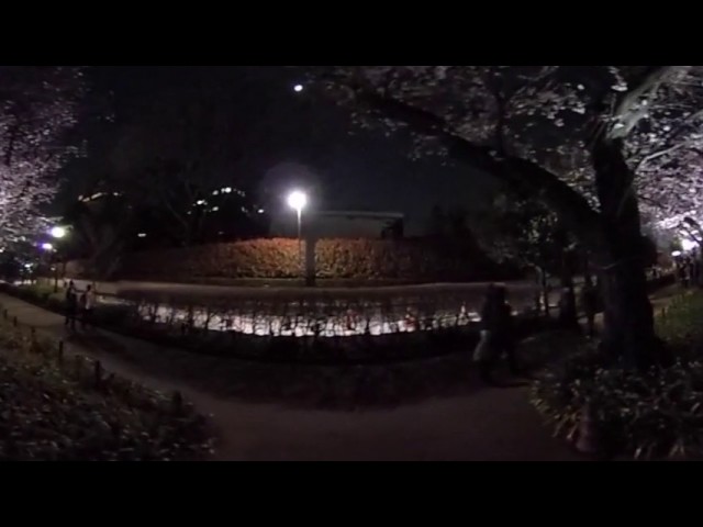 Illuminated Cherry blossoms viewing at Chidorgafuchi at Tokyo Japan VR Theta