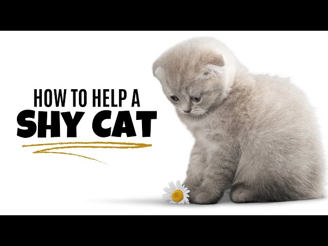 How To Help A Shy Cat #Shorts