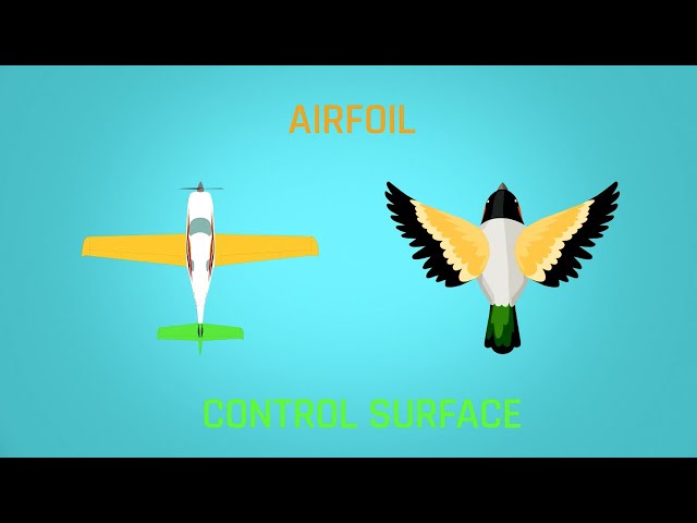 ¿En qué nos inspiramos para diseñar los aviones? #InspirationFromNature | 1Minute Aviation | One Air