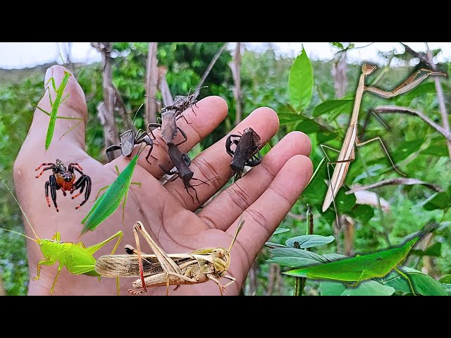 catch and observe insects, locusts, grasshoppers, praying mantis, katydids