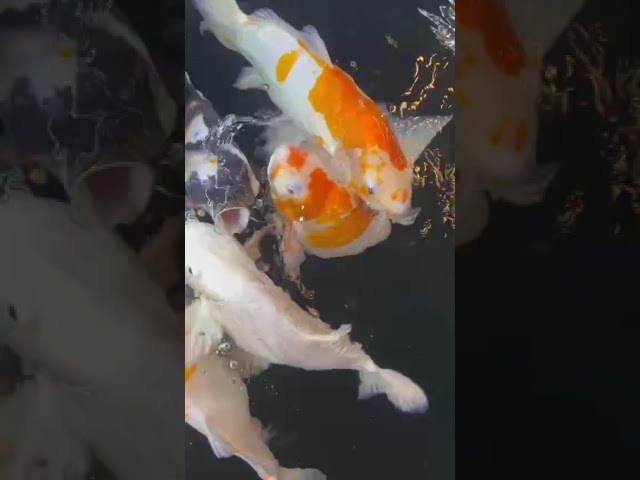 KOI FISH ASMR #asmr #fish #koi #koifish #koilover