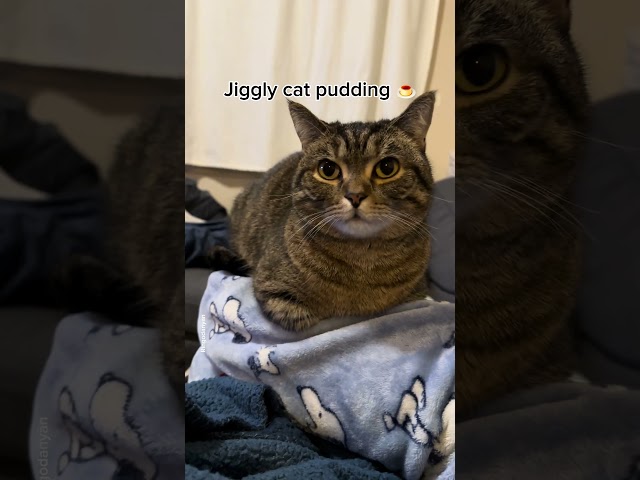 The cutest jiggly cat pudding #shorts #funny #cat