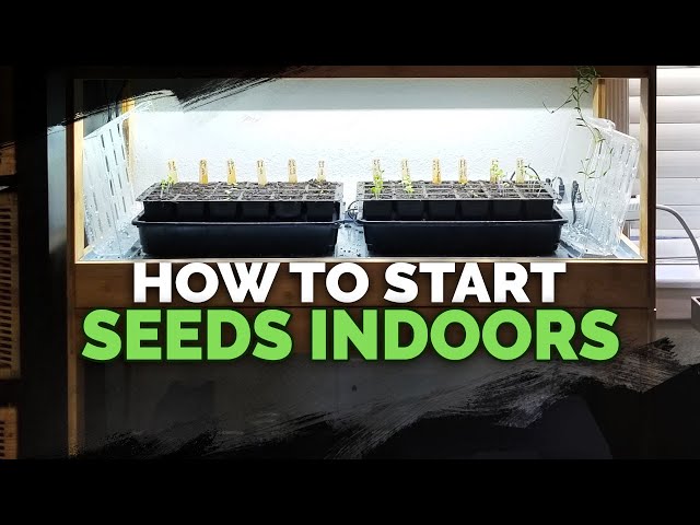 Seed Starting Indoors Under Grow Lights 101