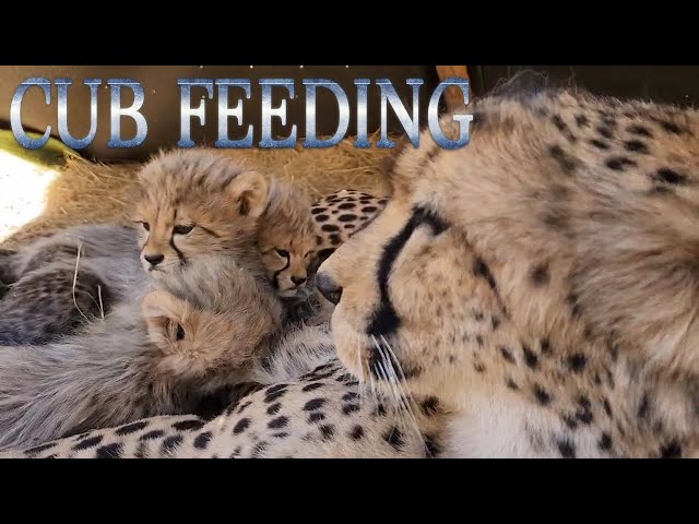 Abi The Cheetah & Her 2nd Litter Of Cubs Feeding | Four Months Old Eating Giraffe Zebra And Nursing