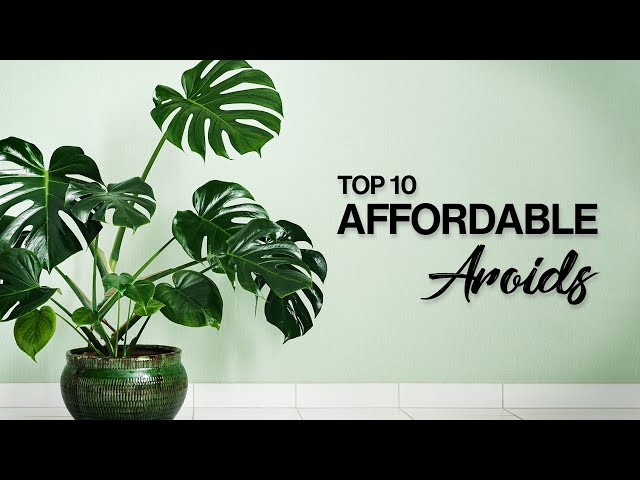 TOP 10 AFFORDABLE (& EASY) AROID HOUSEPLANTS!