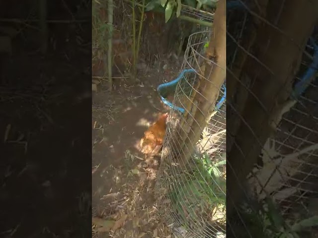 Pato y gallina 5. Ataque y chapuzón. Ver comentario.