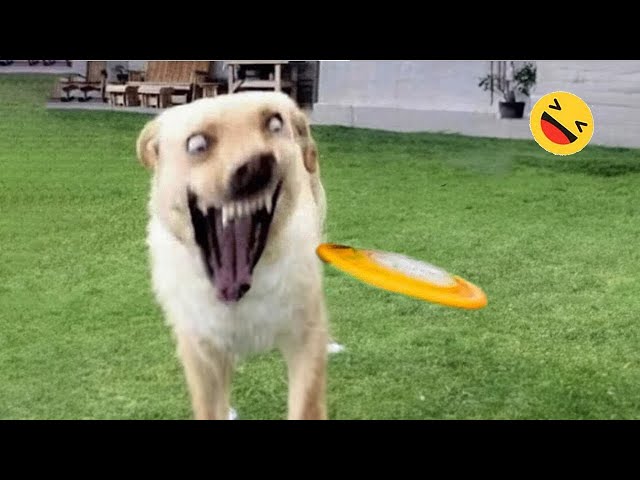 Funniest & Cutest Golden Retriever Puppies - 30 Minutes of Funny Puppy Videos 2025