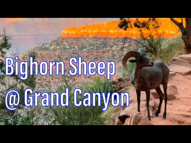 Desert Bighorn Sheep (Ram) at the Grand Canyon