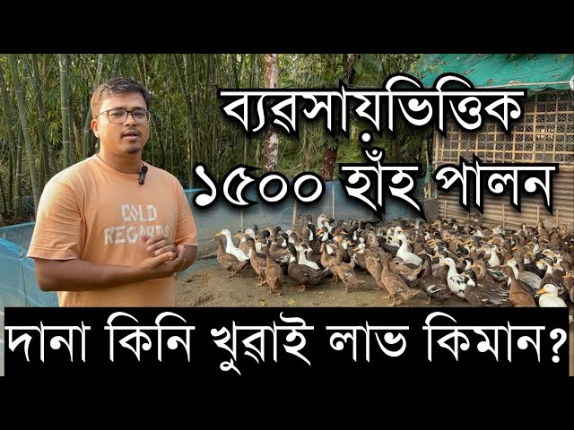 ২০১৬ চনৰে পৰা ব্যৱসায়ভিত্তিক হাঁহ পালন৷ Duck farm in Assam। Duck Farming।Duck farm।Pranjal Gogoi