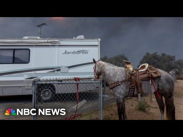 Animal shelters scramble to save pets left behind in L.A. wildfires