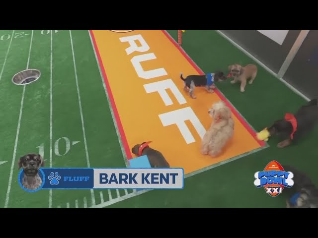 Team Fluff and Team Ruff set to go in 2025 Puppy Bowl