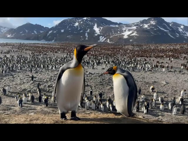 Filming king penguins at St Andrew's Bay, South Georgia ❄