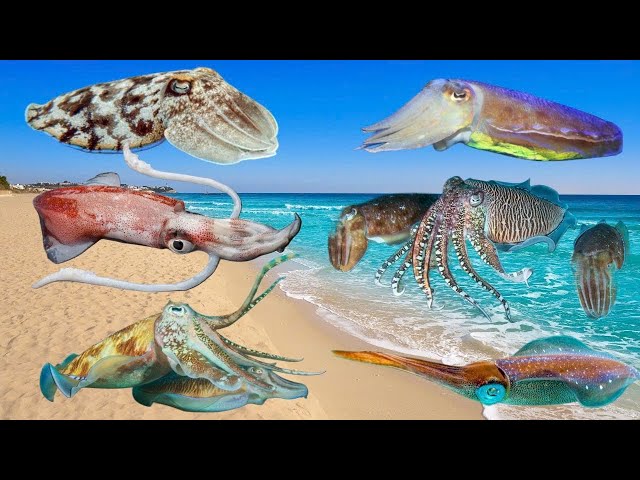 Interesting characteristics of the Squid fish #animal #squidfish #thegioidongvat #tgdv