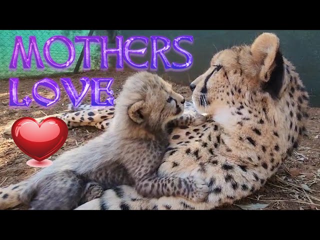 VERY Happy Cheetah Mom And 3 Cubs | Captive Wild BIG CAT With Baby Storm Shango & Jengo - NO COMMENT