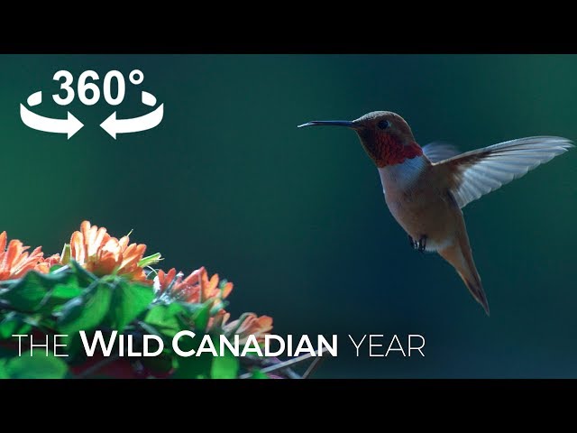 Surrounded by Hummingbirds - A 360 Video Experience | Wild Canadian Year