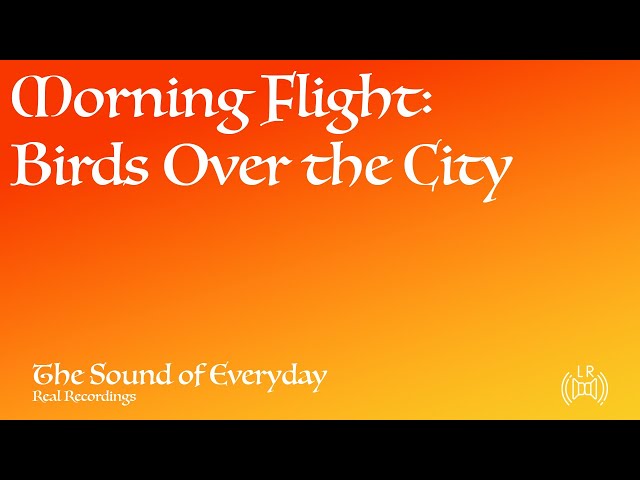 Morning Flight: Birds Over the City (Real Recording) - Ambient City Sounds