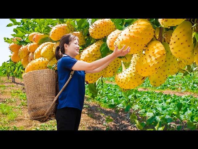 WOMAN Harvesting Hybrid Soursop Fruit Goes to market sell - Harvesting and Cooking