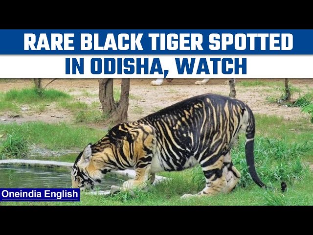 Odisha: Rare black tiger sighted in Odisha's Simplipal National Park | Oneindia news *News