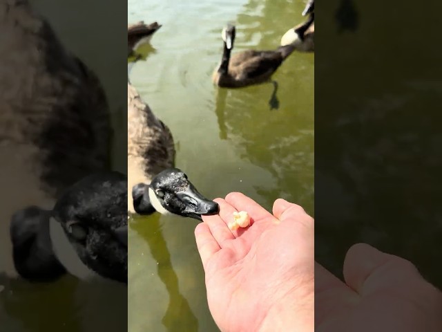 You feed geese like horses, right? #canadiangeese #funny