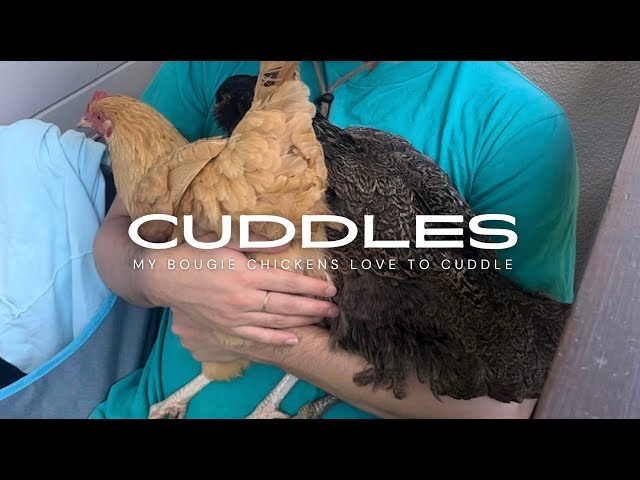 My backyard chickens, GooseyGirl and Crookshanks, love to cuddle! #cuteanimals  #hen #petchicken