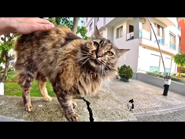 When I pat the cat's butt, it does a funny handstand!