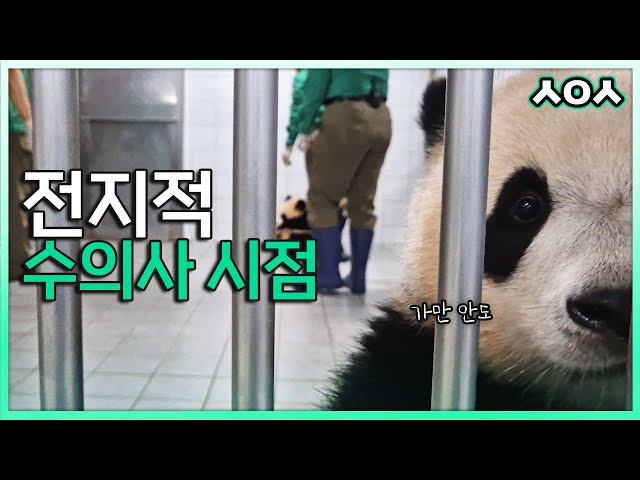 (SUB) Baby Panda Seeking Revenge After Getting Vaccine🩺│Everland Vet Vlog