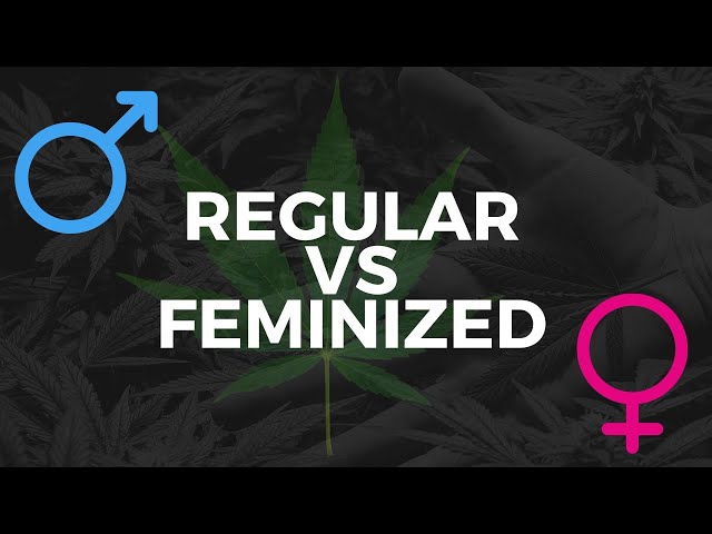 Regular vs Feminized Cannabis Seeds!