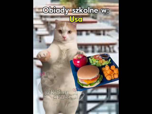 Obiady szkolne 😂 #trend #śmieszne #greenscreen #cats #cat #memes #funny #memy