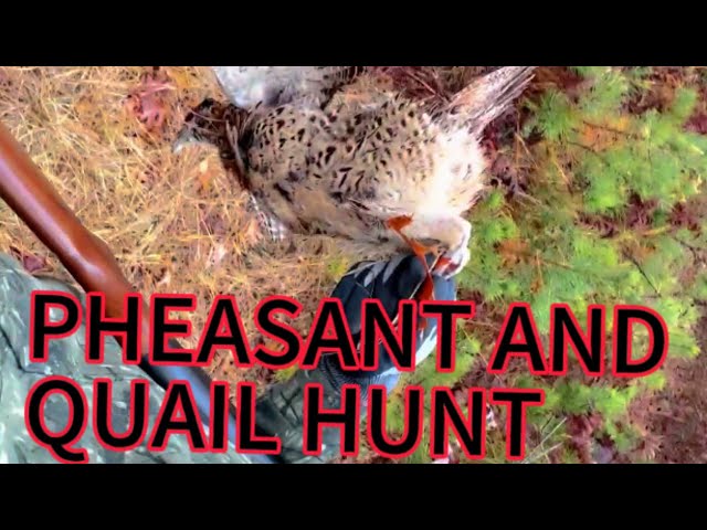 Massachusetts Pheasant and Quail Catch, Clean and Cook 👨🏽‍🍳 😳