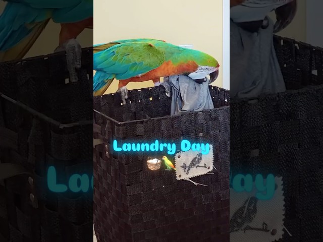 Fridays are for Laundry 🧺🦜  | #macaw #parrots #laundryday