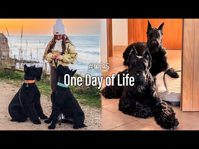 A Day with Our Giant Schnauzers | Ep. 25