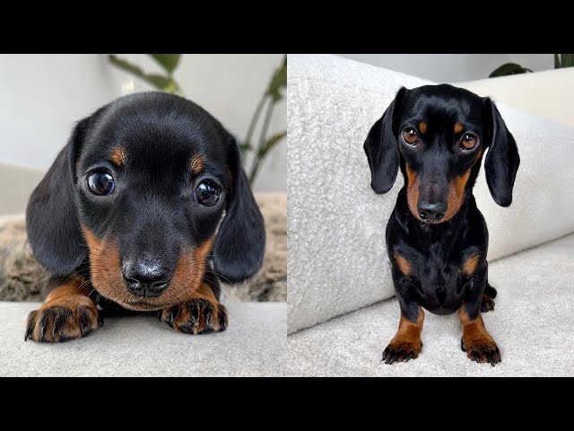 Coco Mini Dachshund. From 0 to 5 years old.