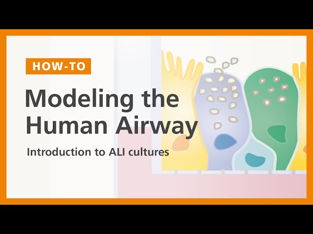 How to Model the Human Airway at the Air-Liquid interface: Introduction