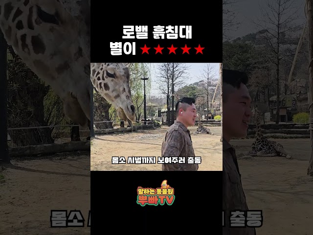 친해도 너무 친한 기린과 사육사 🦒