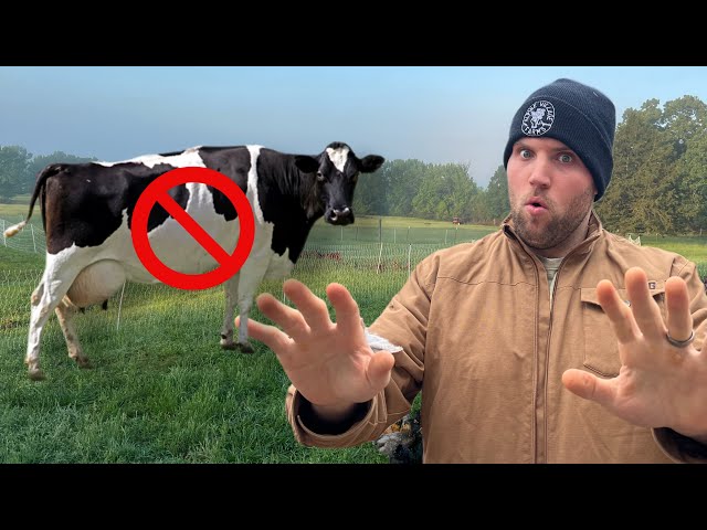 Why We Say NO to Getting Dairy Animals