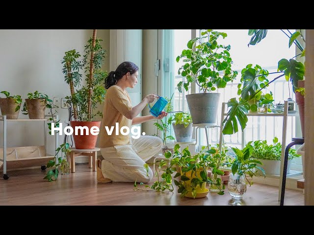 Korean Vlog: November with things that make me happy | plant lover's peaceful early winter life