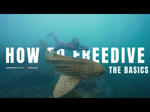 HOW TO FREEDIVE | The Basics, Gear & Techniques