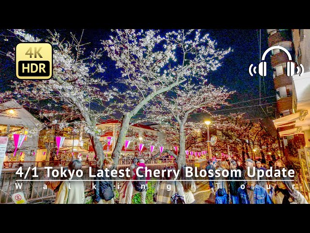 As of 4/1 - Tokyo Latest Cherry Blossom Update: Naka-meguro is READY NOW! [4K/HDR/Binaural]