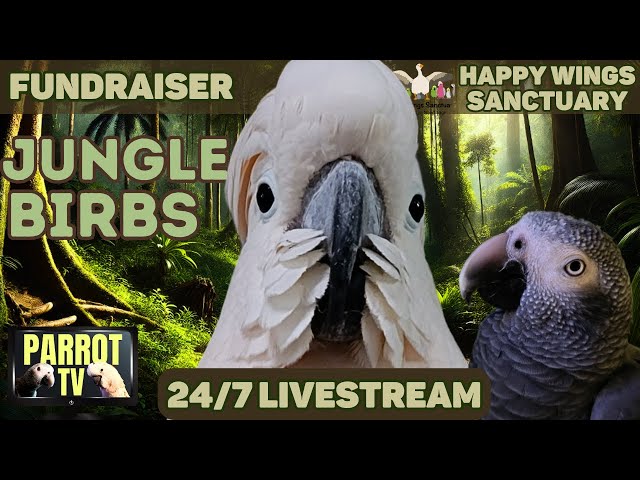 Jungle Birbs | Cozy Calm Tropical Rainforest Ambient Nature Sounds for Birds | Bird Room TV Vibes🌴🦜