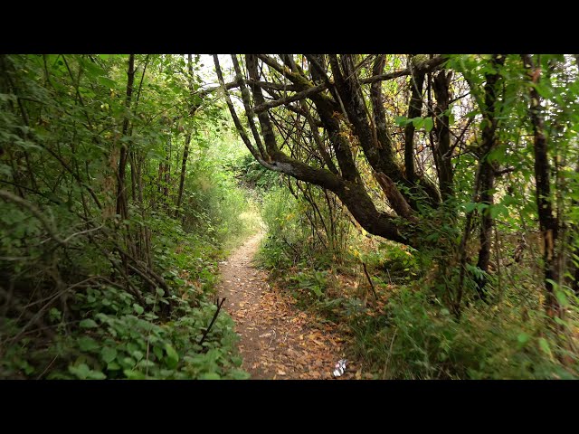 Walking at Wapato Hills Park in July 4K24