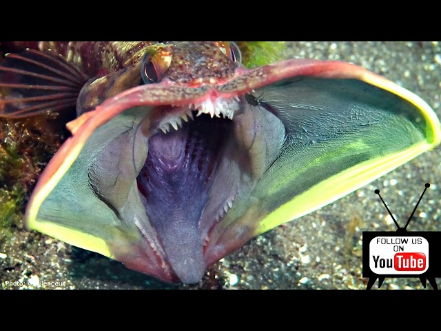 The most amazing sea animal   Discovered AMAZING  #SEA  #Creatures