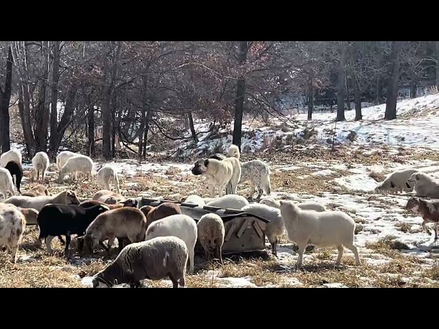 Our sheep flock prefers to dig through the snow rather than eat hay.