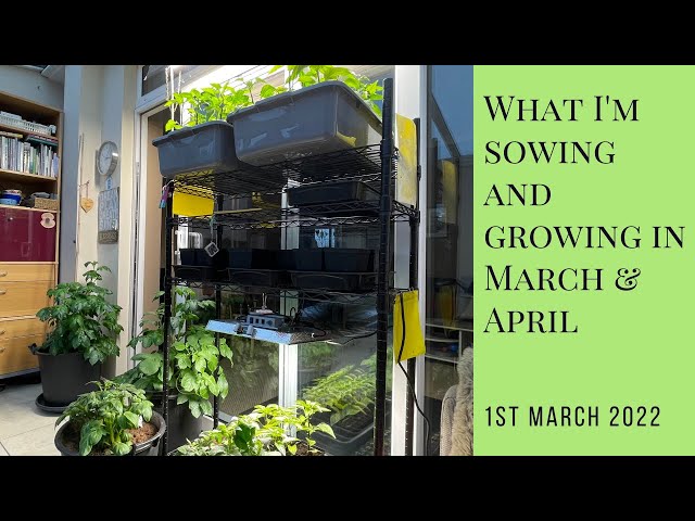 What I'm sowing and growing in March and April | what to sow in March | what to sow in April