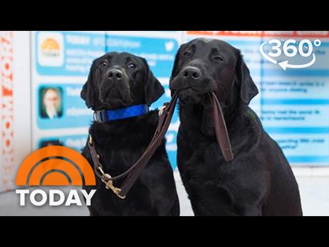 America's VetDogs Trainee Charlie Reunites With His Family In Studio 1A | TODAY