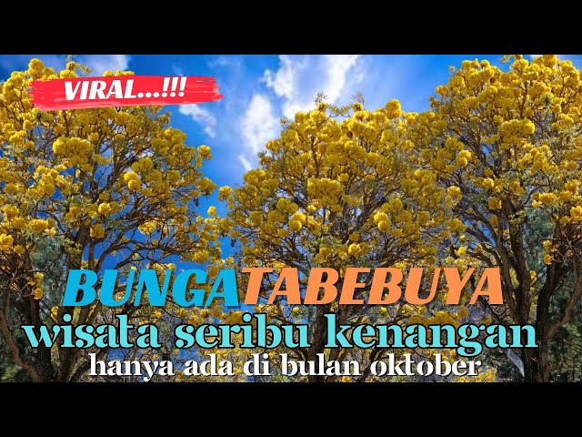 VIRAL‼️HANYA ADA DI BULAN OKTOBER - BUNGA TABEBUYA - DESA PENDEM - KOTA WISATA BATU